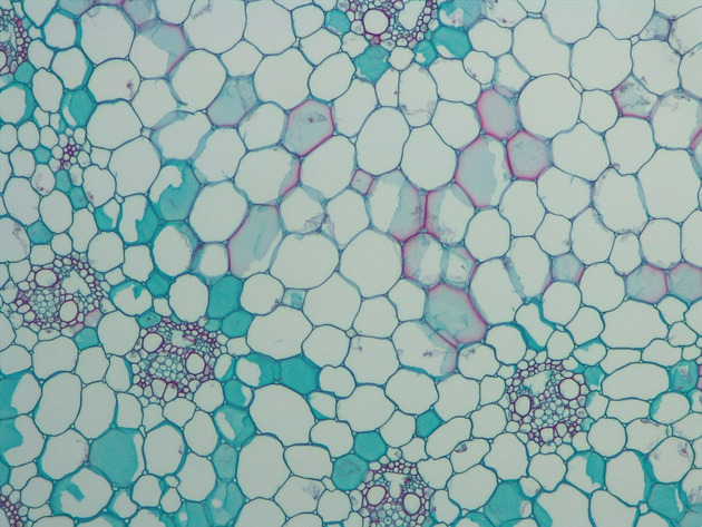 Monocot Stem Slides - Monocot Stem 01 100X